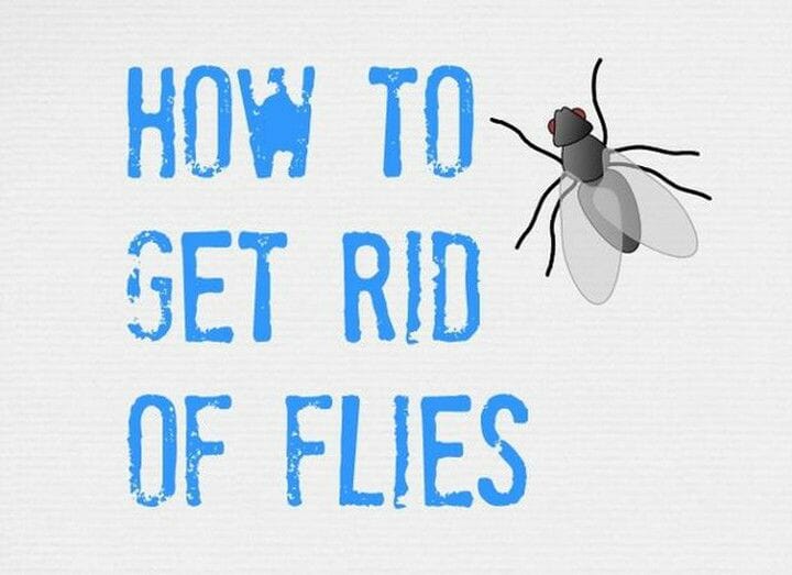 How To Get Rid of Flies Effectively